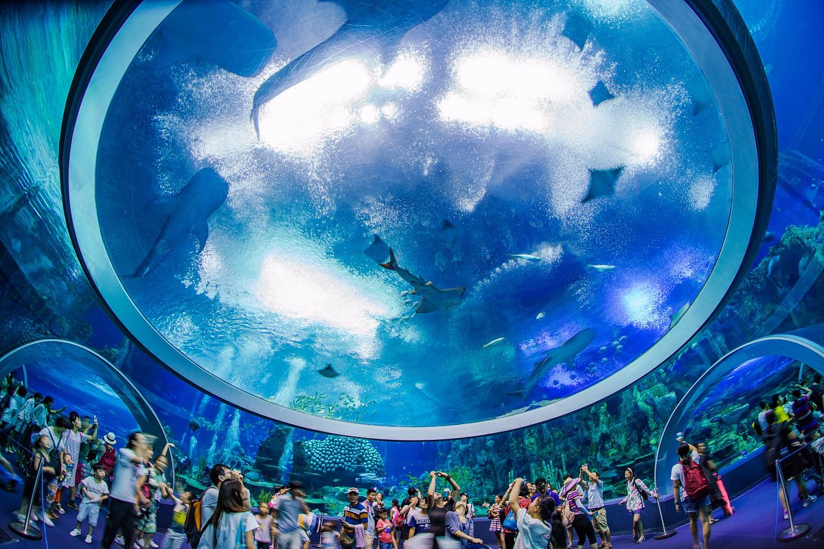 Chimelong Ocean Kingdom: The Ultimate Marine Adventure from Grand Bay Hotel Zhuhai — A Complete Guide for Families, Thrill-Seekers & First-Time Visitors